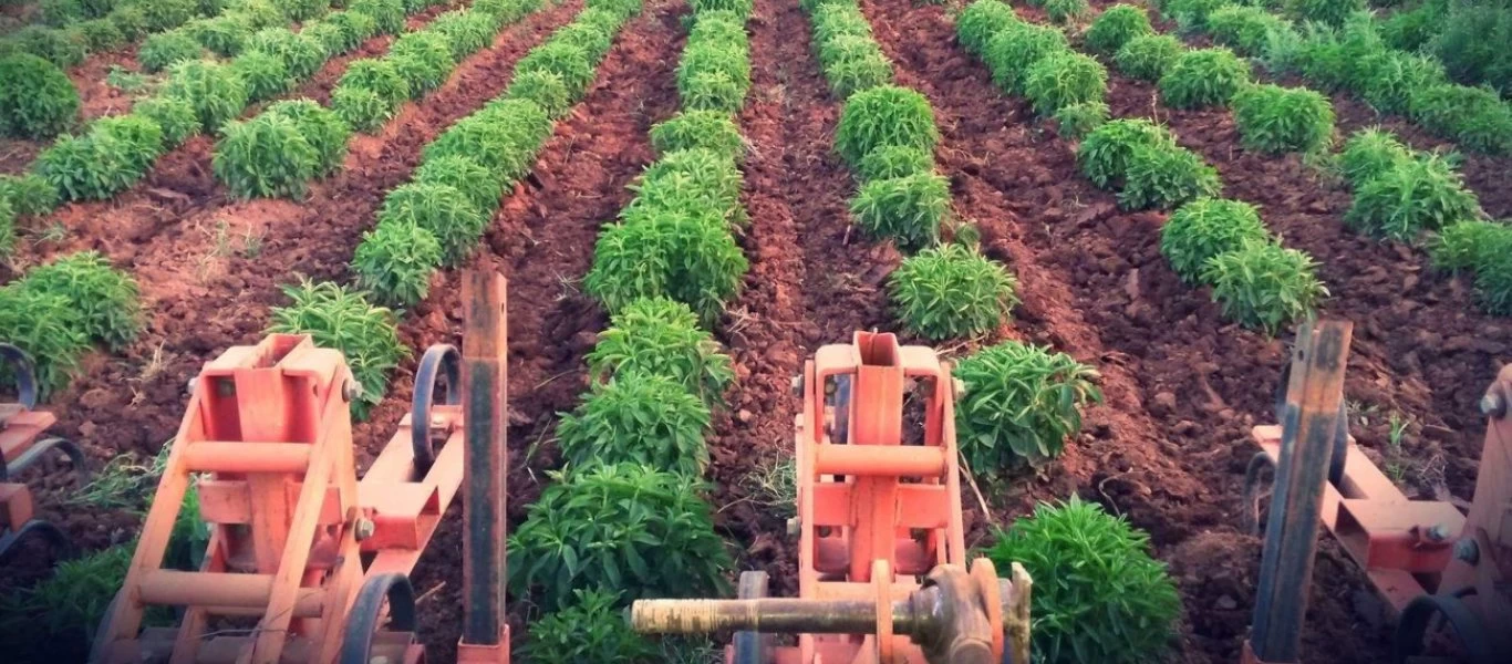 «Άναψε το πράσινο φως» για το πρώτο ελληνικό εργοστάσιο εκχύλισης στέβια στην Ελλάδα